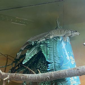 Sailfin lizard 150723