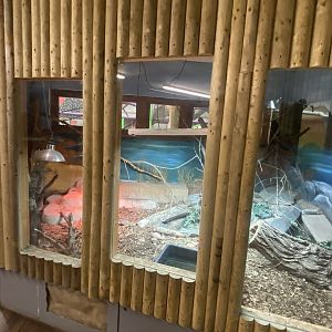 Argentine black and white tegu exhibit 150723