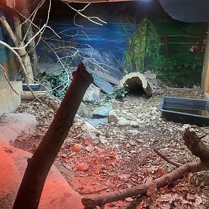 Argentine black and white tegu exhibit 150723