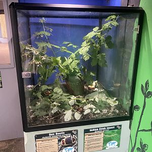 Sun beetle and Indian stick insect exhibit 150723