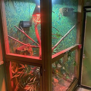 Green basilisk exhibit 150723