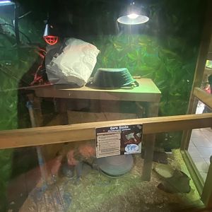 Corn snake exhibit 150723