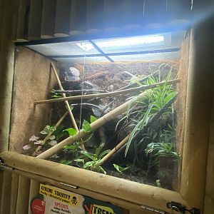 Exhibit for Yellow-headed day gecko and Golden mantella 150723