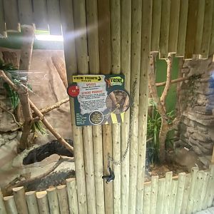 Boa constrictor exhibit 150723