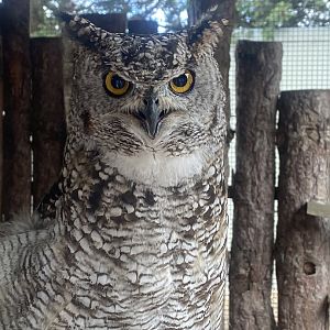 African spotted eagle-owl 150723
