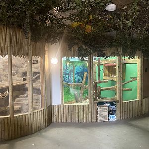 Chinchilla and Tayra exhibits 150723