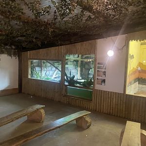 Spectacled caiman exhibit 150723