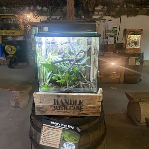 Australian green tree frog exhibit 150723