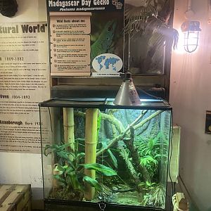 Madagascar day gecko exhibit 150723