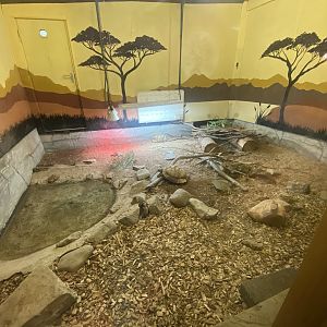 Leopard tortoise exhibit 150723