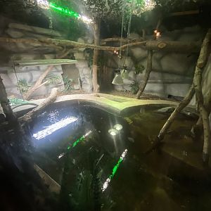 Spectacled caiman exhibit 150723