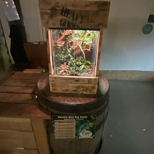 Williams electric blue gecko exhibit 150723