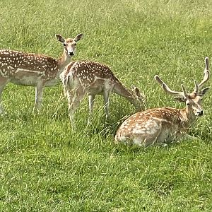 Common fallow deer 150723