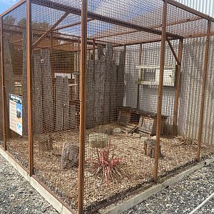 Striped skunk enclosure 150723