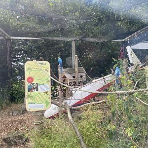 Blue and yellow macaw aviary 150723