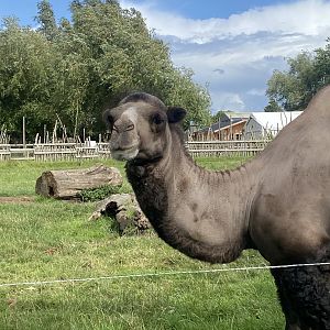 Bactrian camel 150723