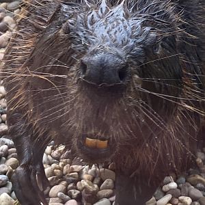 American beaver 150723