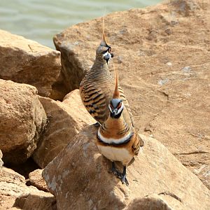 Spinifex pigeons