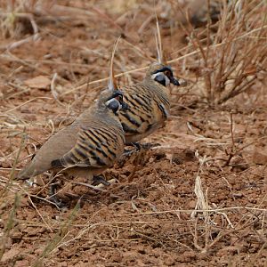 Spinifex pigeons 2