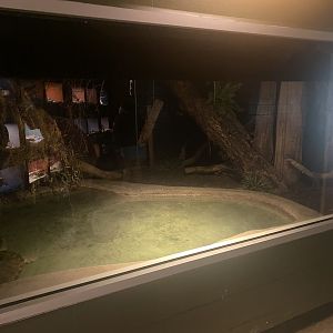 Alligator Snapping Turtle Exhibit