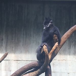 Francois Langur
