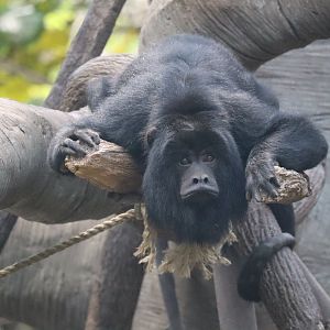 Howler Monkey