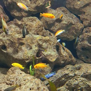 Malawi cichlids ID?
