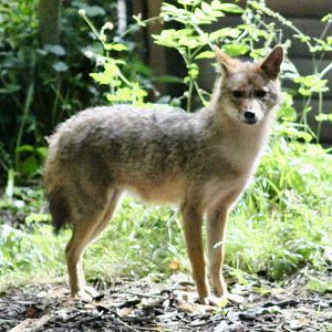 Golden jackal (Canis aureus) at Emerald Park - 21/07/2023