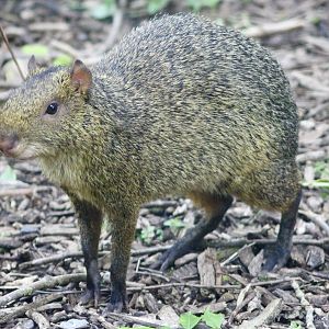 Azara's agouti (Dasyprocta azarae) at Emerald Park - 21/07/2023