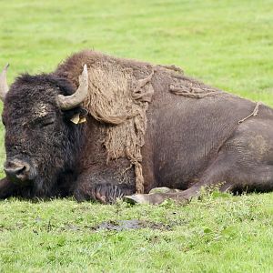 American bison (Bison bison) at Emerald Park - 21/07/2023