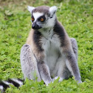 Ring-tailed lemur (Lemur catta) at Emerald Park - 21/07/2023