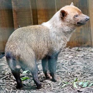 Bush dog (Speothos venaticus) at Emerald Park - 21/07/2023