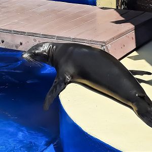 Young California sea lion 'Kai'