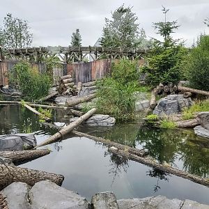 Raccoon and striped skunk enclosure