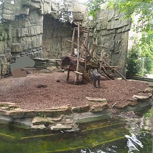 Mandrill exhibit, 2022-07-10