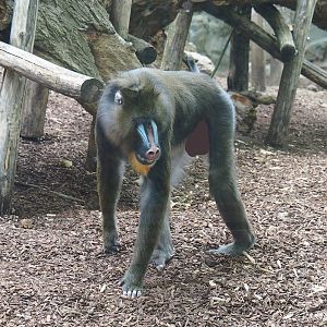Mandrill (Mandrillus sphinx), 2022-07-10
