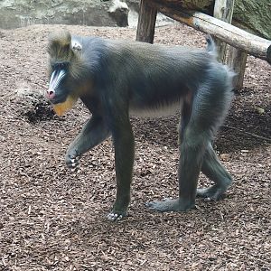 Mandrill (Mandrillus sphinx), 2022-07-10