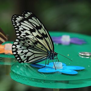 Paper kite butterfly (Idea leuconoe), 2022-07-10