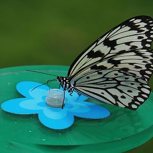 Paper kite butterfly (Idea leuconoe), 2022-07-10
