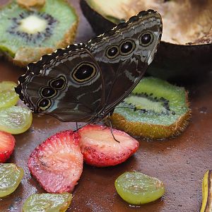 Morpho peleides, 2022-07-10