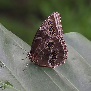 Morpho peleides, 2022-07-10