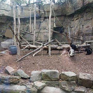 Colombian black spider monkey exhibit, 2022-07-10