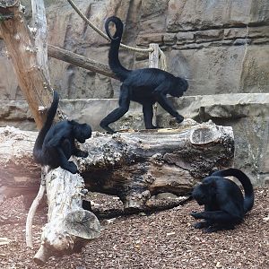 Colombian black spider monkeys (Ateles fusciceps rufiventris), 2022-07-10