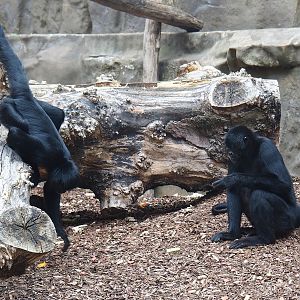 Colombian black spider monkeys (Ateles fusciceps rufiventris), 2022-07-10