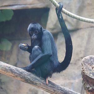 Colombian black spider monkey (Ateles fusciceps rufiventris), 2022-07-10