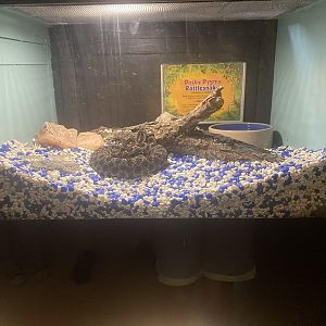 Desert Pygmy Rattlesnake Terrarium