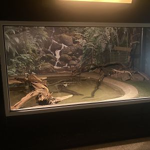 Johnston’s Crocodile Exhibit