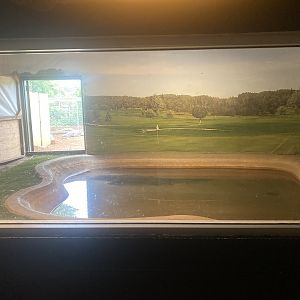 Nile Crocodile Exhibit