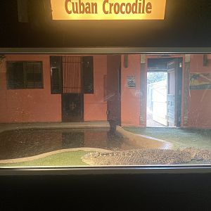 Cuban Crocodile Exhibit