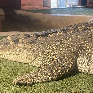 Cuban Crocodile